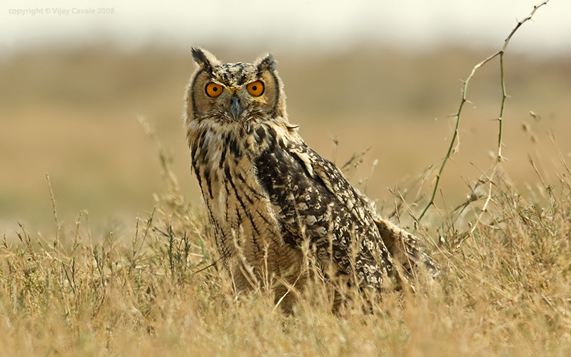 Side view of an Indian Eagle Owl on the ground looking at us by Vijay Cavale