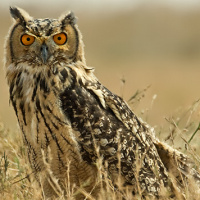 Indian Eagle Owl