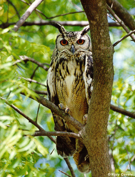 Indian Eagle Owl at roost high in a tree by Vijay Cavale