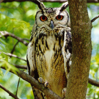 Indian Eagle Owl