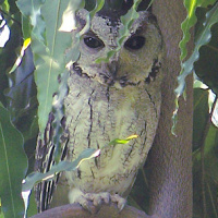 Indian Scops Owl