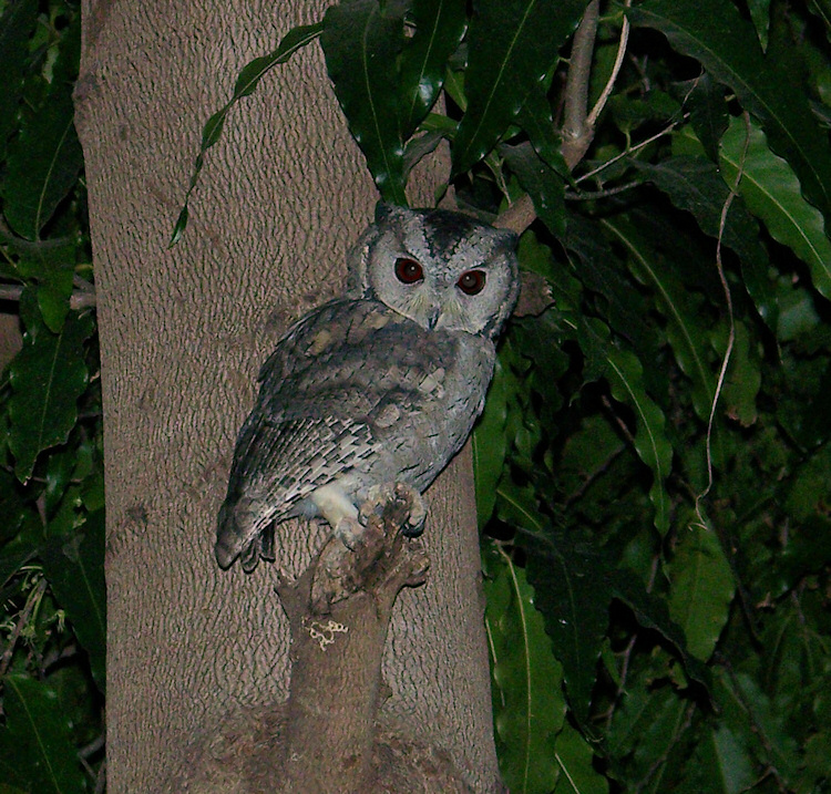 Indian Scops Owl perched on the tip of a broken branch by Abhijit Pachgade