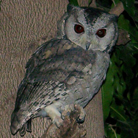 Indian Scops Owl