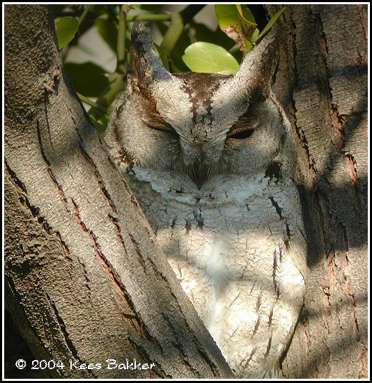 Indian Scops Owl napping in the fork of a tree by Kees Bakker
