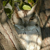 Indian Scops Owl