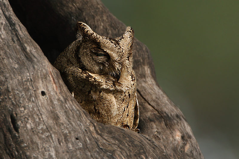 Indian Scops Owl sitting at the entrance of a tree hollow by Saleel Tambe
