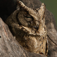 Indian Scops Owl