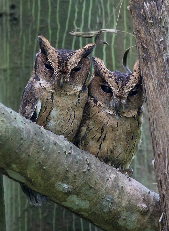 A Pair of Indian Scops Owls at roost on a thick branch by Sarwan Deep Singh