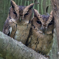 Indian Scops Owl