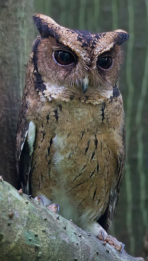Close up of an Indian Scops Owl at roost on a thick branch by Sarwan Deep Singh
