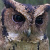 Indian Scops Owl