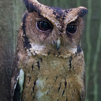 Indian Scops Owl