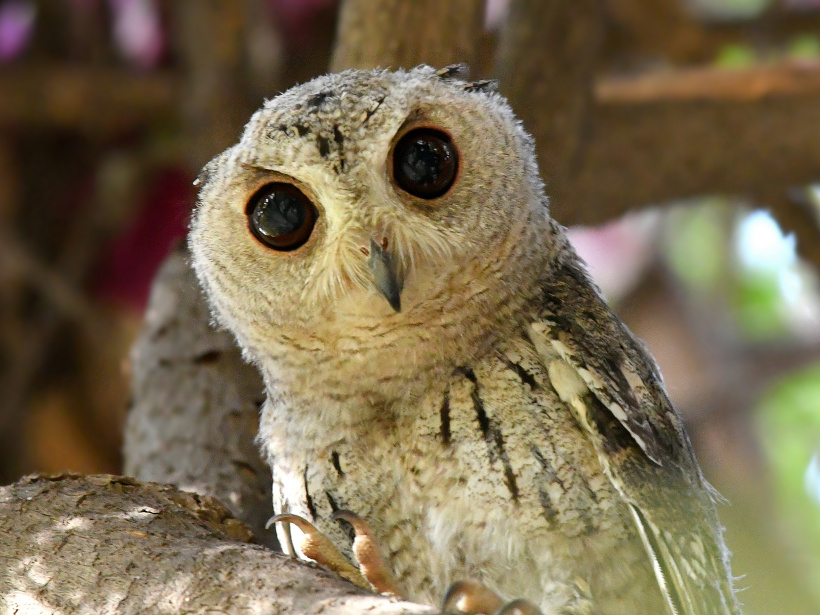 Close view of a young Indian Scops Owl looking down at us by Sudhir Garg