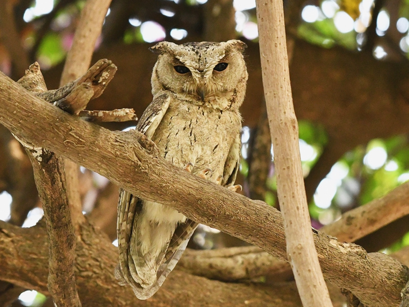 Indian Scops Owl perched on a bare branch during the day by Sudhir Garg