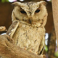 Indian Scops Owl