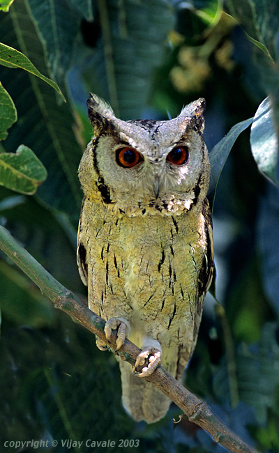Frontal portrait photo of an Indian Scops Owl by Vijay Cavale