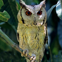 Indian Scops Owl