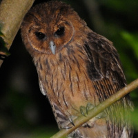 Jamaican Owl