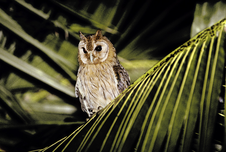 Jamaican Owl perched on a palm branch at night by Rick & Nora Bowers