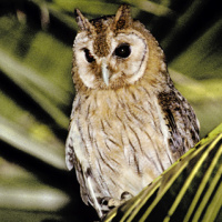 Jamaican Owl