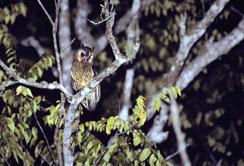 Jamaican Owl perched high in a tree at night by Rick & Nora Bowers