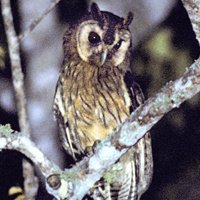 Jamaican Owl