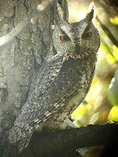 Side view of a Japanese Scops Owl looking at us by Nial Moores