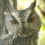 Japanese Scops Owl