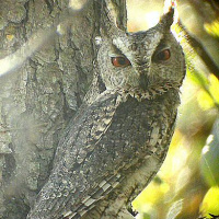 Japanese Scops Owl