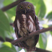 Javan Owlet