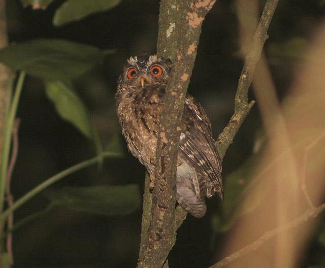 Javan Scops Owl perched on a branch at night by James Eaton