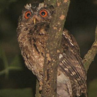 Javan Scops Owl