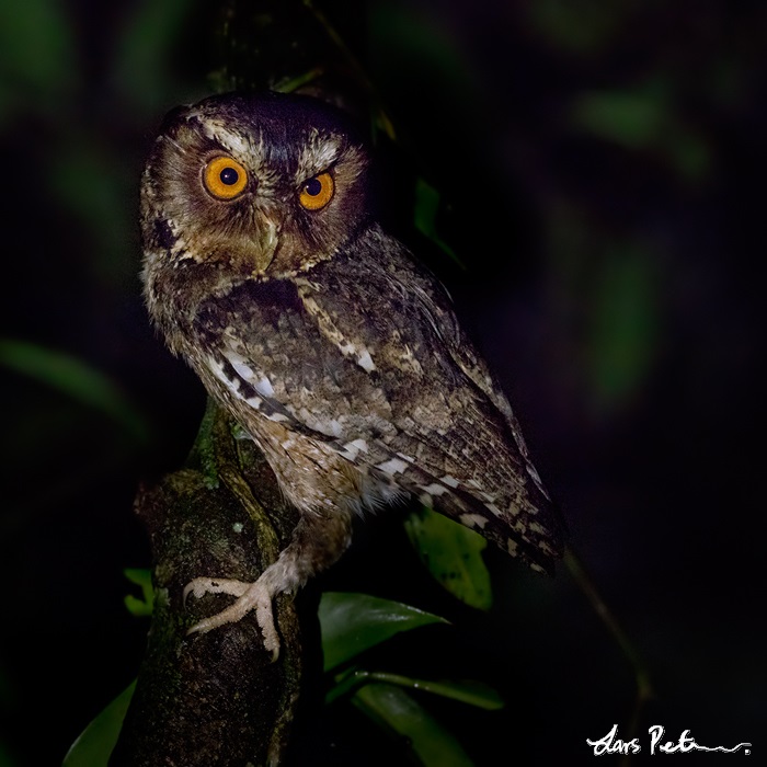 Side view of a Javan Scops Owl looking to the side by Lars Petersson