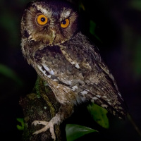 Javan Scops Owl