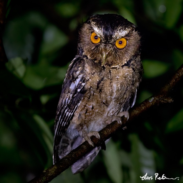 Javan Scops Owl looks intently from its perch at night by Lars Petersson