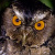 Javan Scops Owl