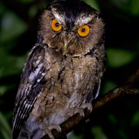 Javan Scops Owl