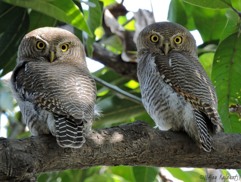 Rear view of two Jungle Owlets looking back at us by Ajay Singh