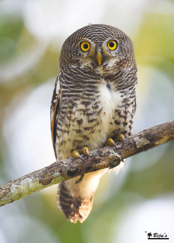 Close view of a Jungle Owlet perched on a branch at daytime by Biju PB