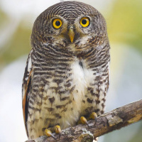 Jungle Owlet