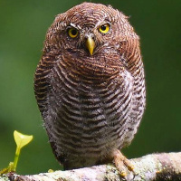 Jungle Owlet