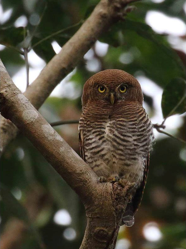 Jungle Owlet perched in a tree during the day by Christian Artuso