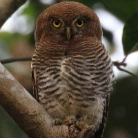 Jungle Owlet