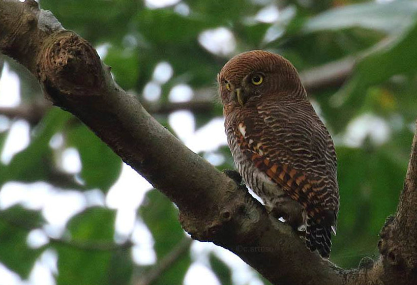 Rear view of a Jungle Owlet looking to the side by Christian Artuso