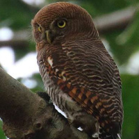 Jungle Owlet