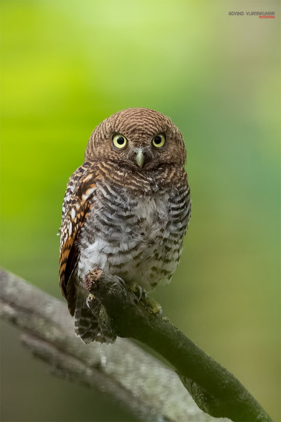 Jungle Owlet perched on the end of a broken branch by Govind Vijayakumar