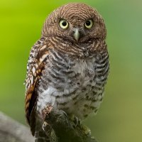 Jungle Owlet