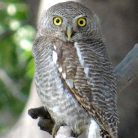 Jungle Owlet