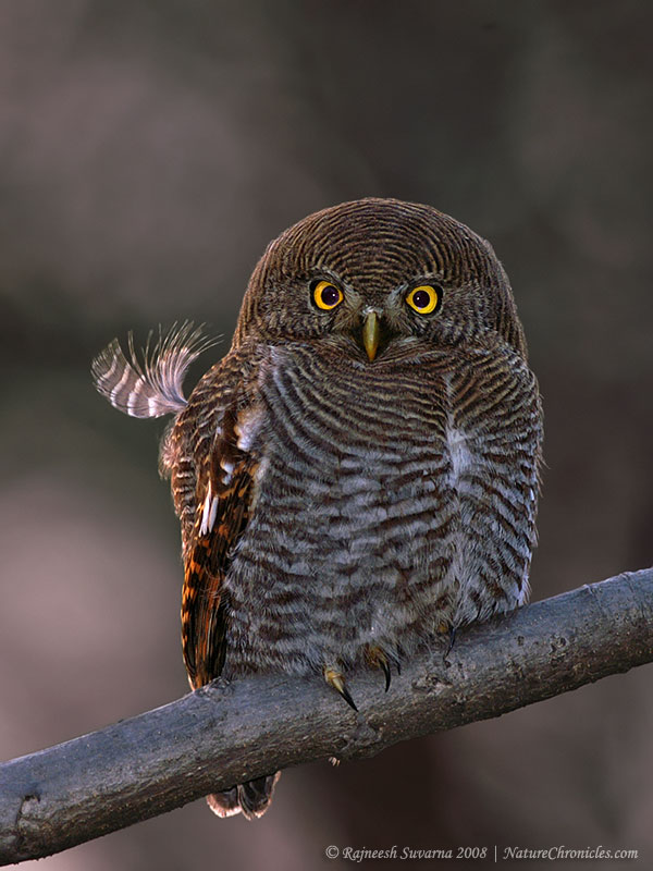 Brilliant close up of a Jungle Owlet with a feather out of place by Rajneesh Suvarna