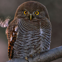 Jungle Owlet